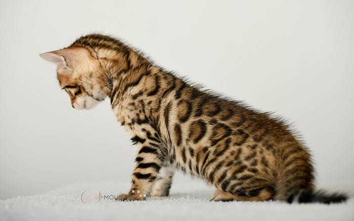 Bengal kitten for sale